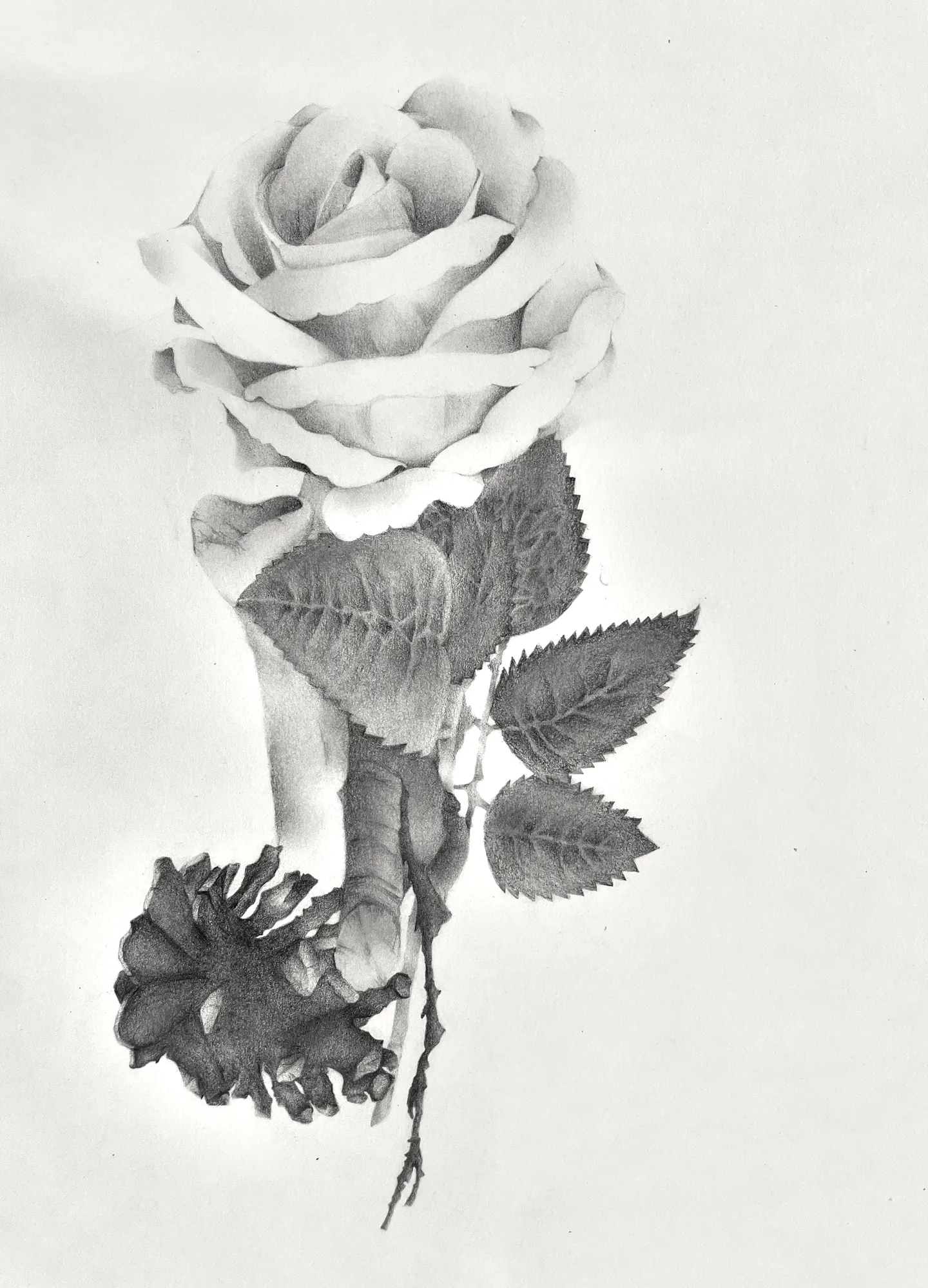 Rose And Pinecone — Drawing